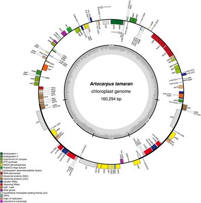 Characterization of the complete chloroplast genome of the endangered and endemic bornean fruit Artocarpus tamaran Becc